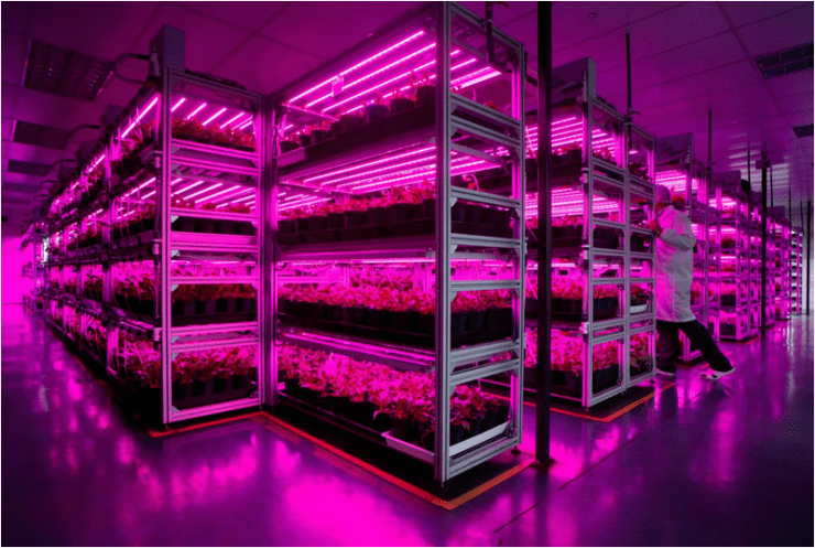 Organic Food + Indoor Farming